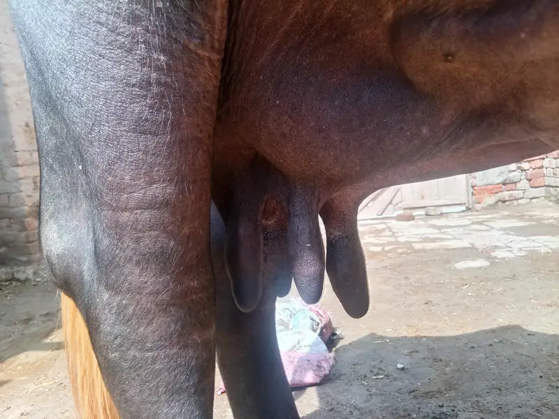 cow bachra & bhans for sale — photo 12