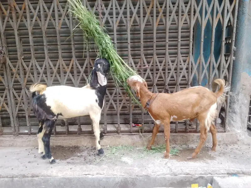 tapre male jori — photo 2
