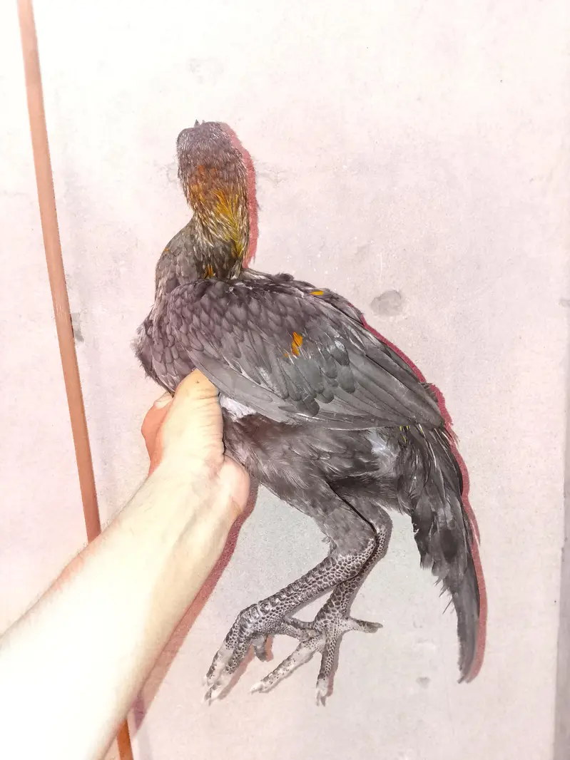 Black / Blue & Ice blue dragon for sale. — photo 7