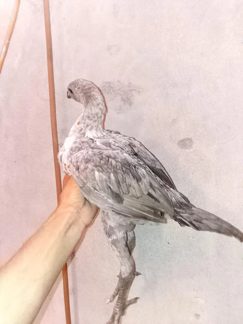 Black / Blue & Ice blue dragon for sale. — photo 9