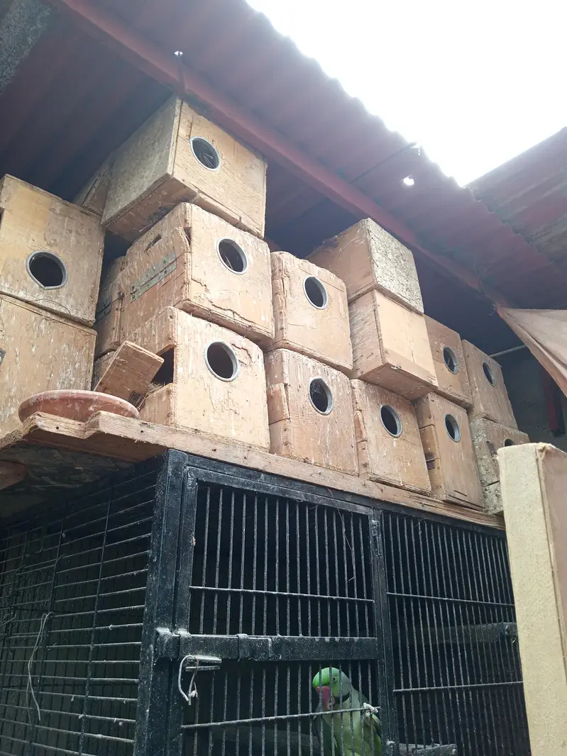 cages and box — photo 2