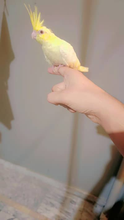 Full Tame King Size Cockatiel