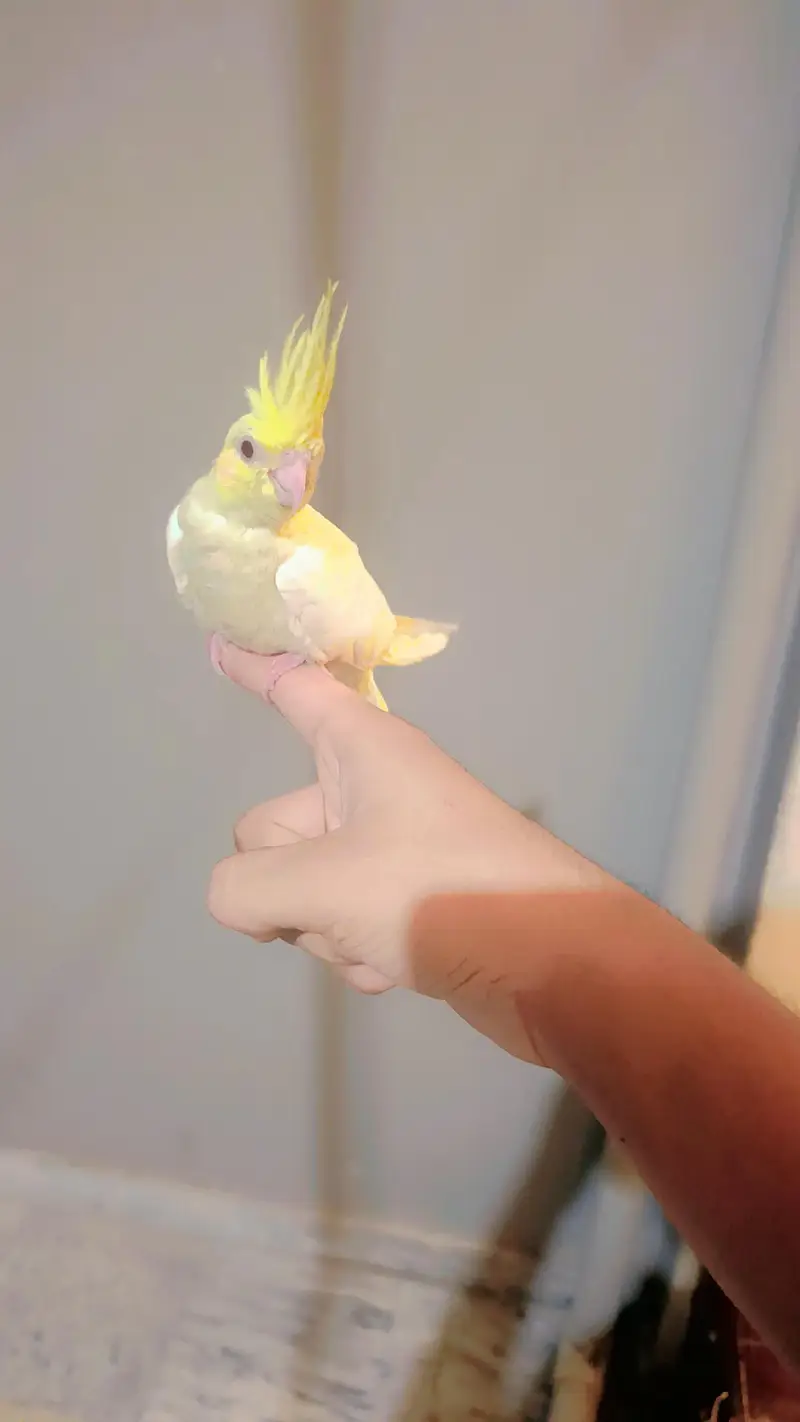 Full Tame King Size Cockatiel — photo 2