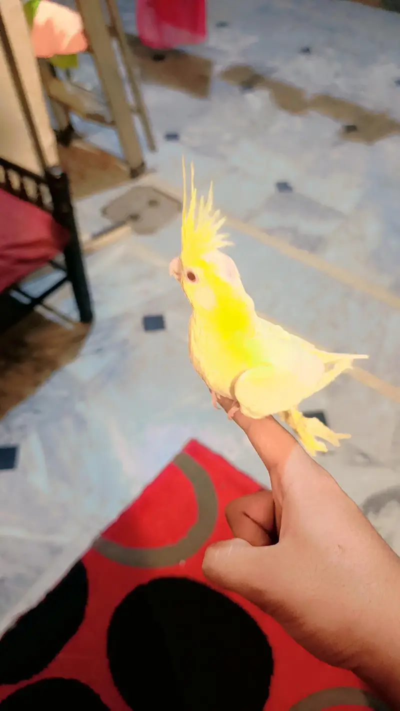 Full Tame King Size Cockatiel — photo 3