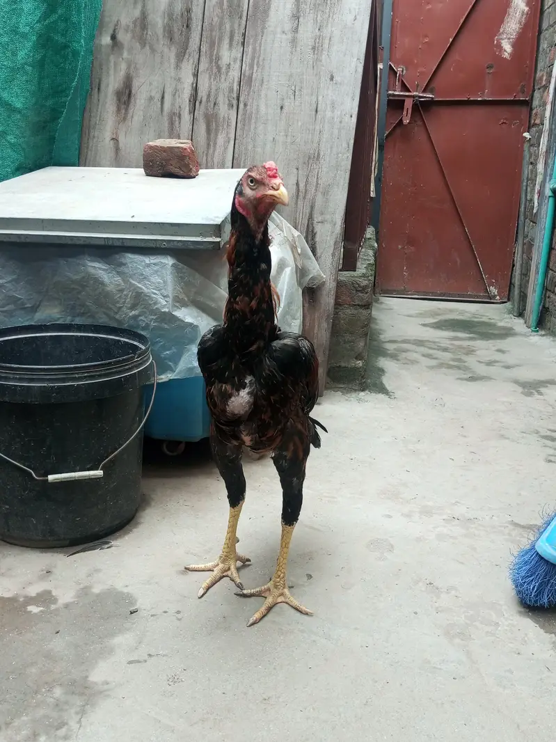 3 aseel pathe healthy and active — photo 3