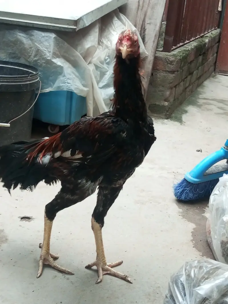 3 aseel pathe healthy and active — photo 5