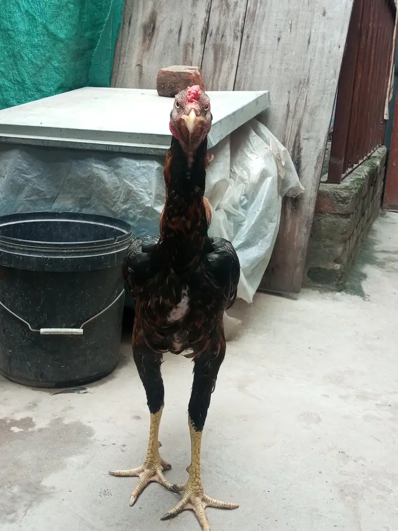3 aseel pathe healthy and active — photo 6