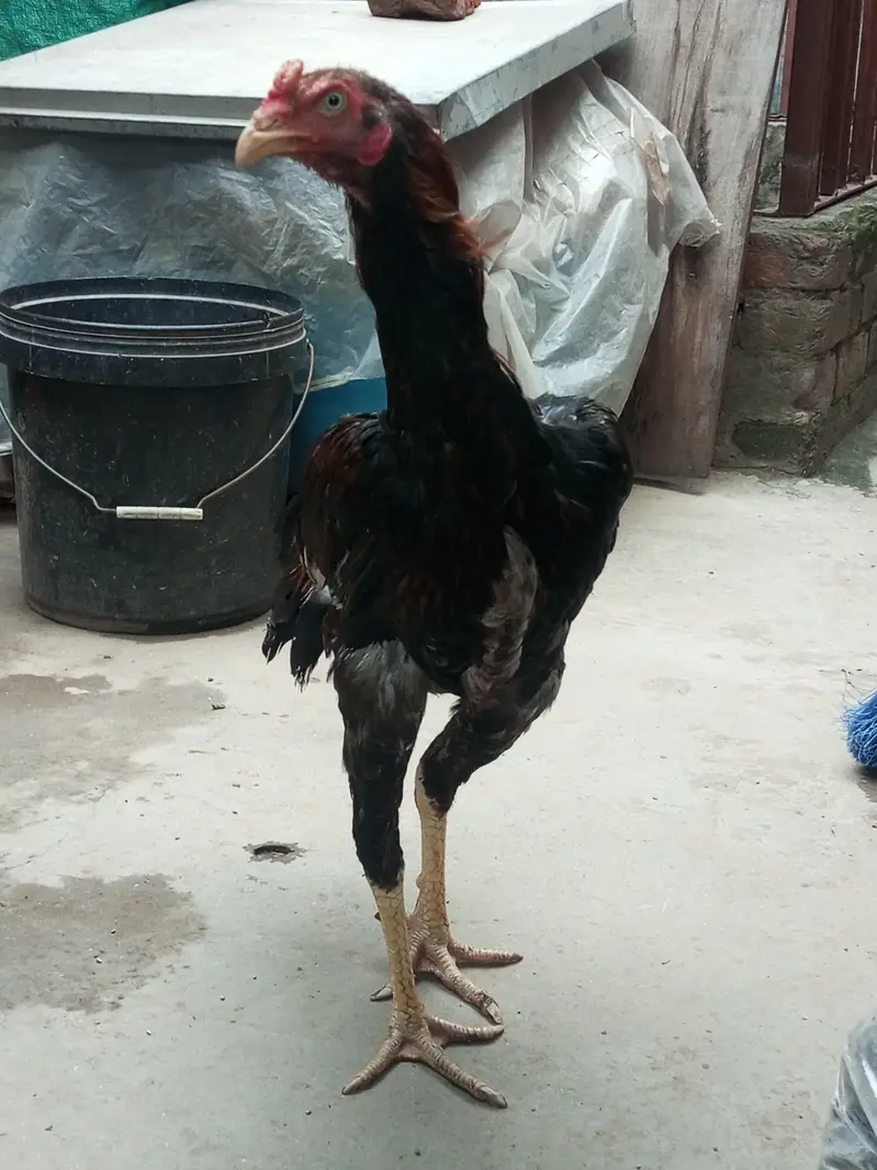 3 aseel pathe healthy and active — photo 7
