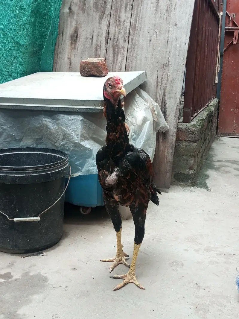 3 aseel pathe healthy and active — photo 8