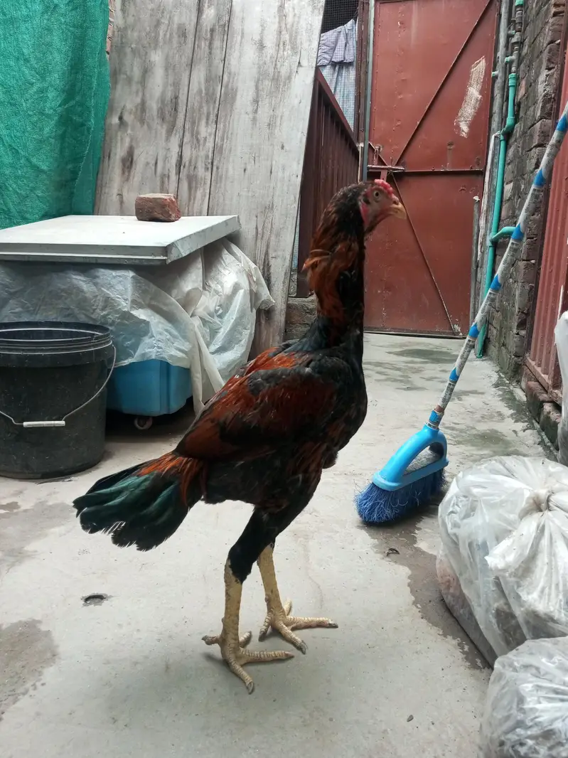 3 aseel pathe healthy and active — photo 11
