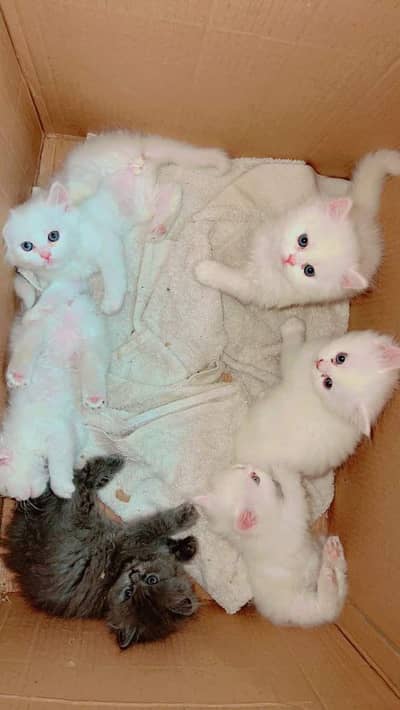 kitten for sale