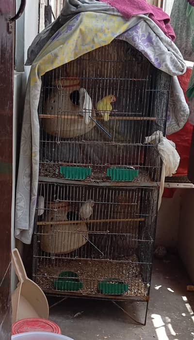love birds with cage