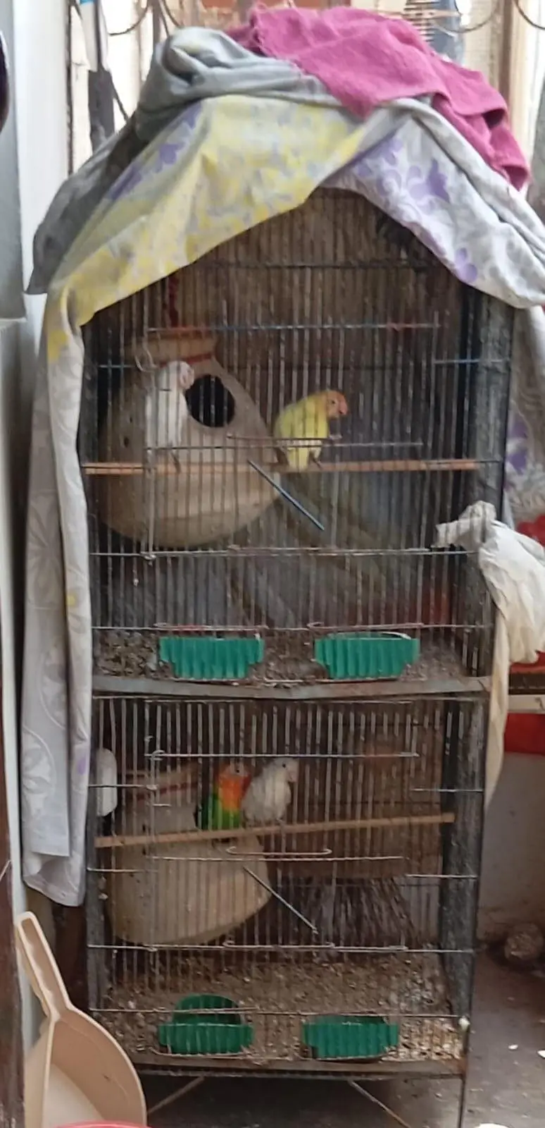 love birds with cage — photo 2