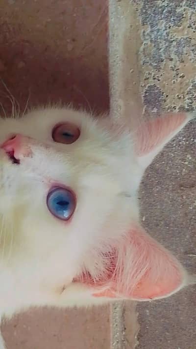 Doll face/ odd eyes / double coated pair /