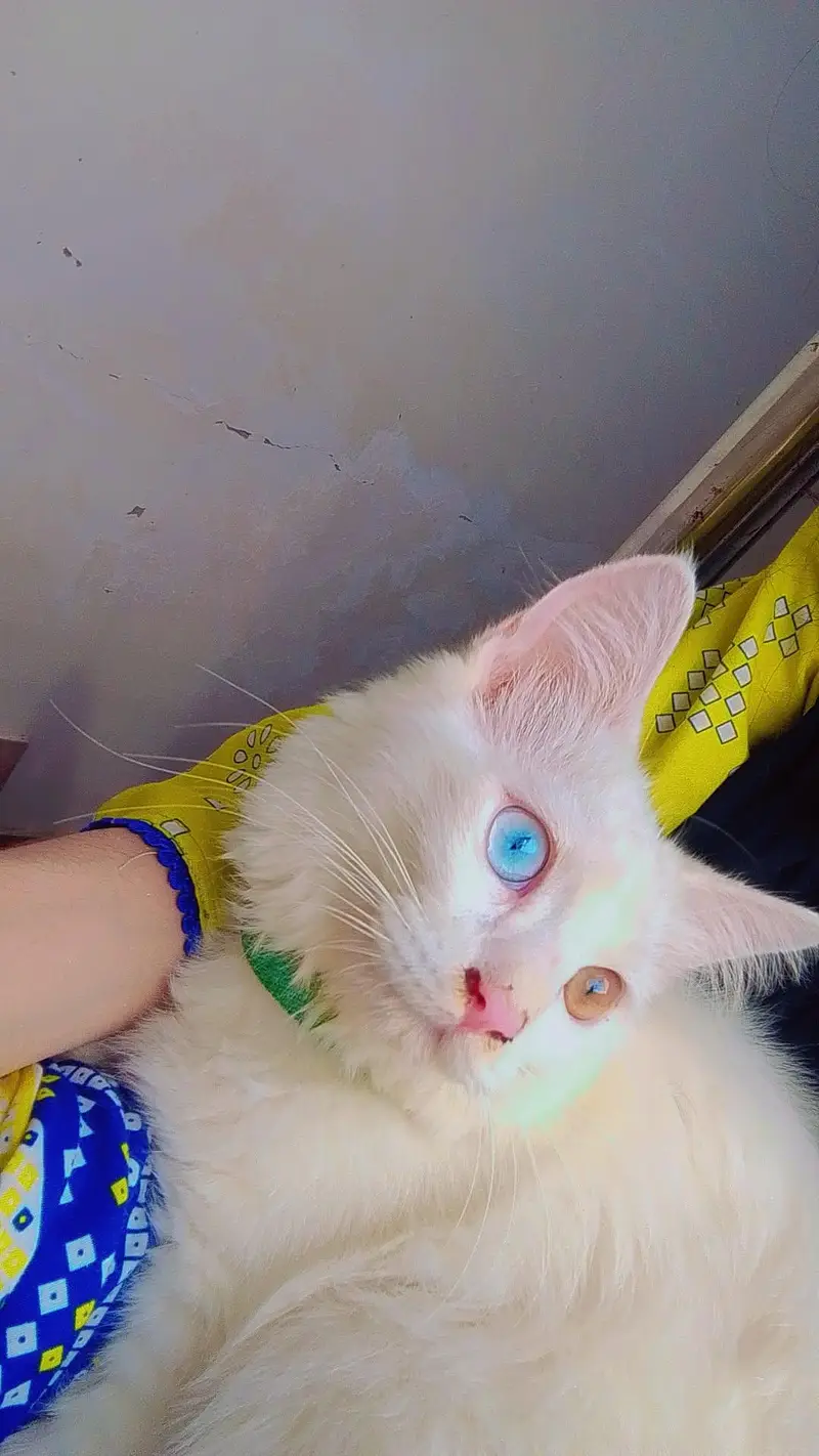 Doll face/ odd eyes / double coated pair / — photo 2