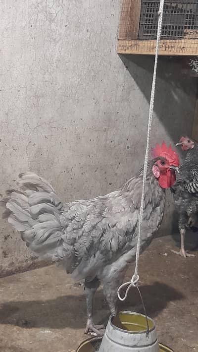 Blue australorp male for sale
