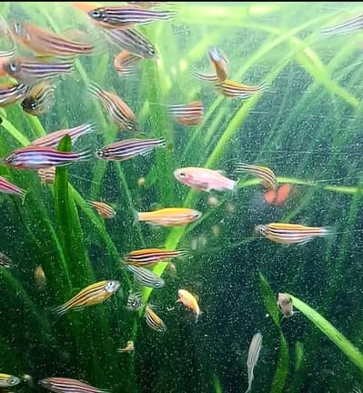 Zebra danios fish for sale