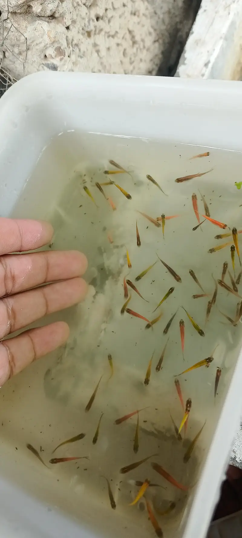 Zebra danios fish for sale — photo 2