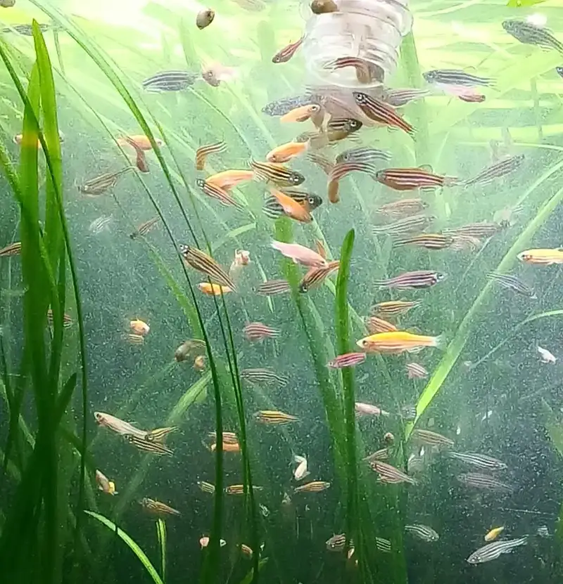 Zebra danios fish for sale — photo 5