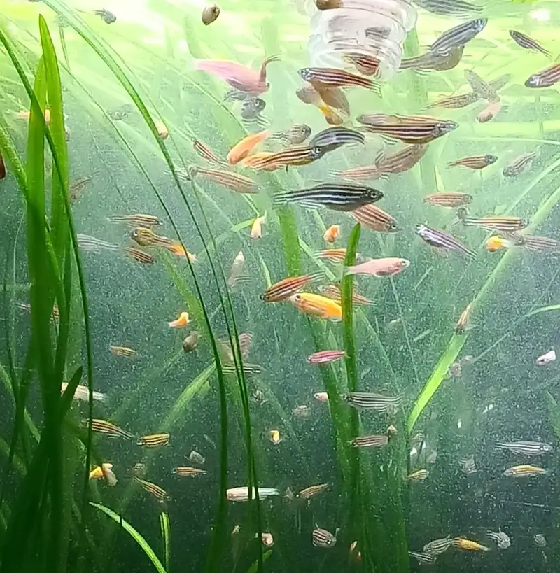 Zebra danios fish for sale — photo 7