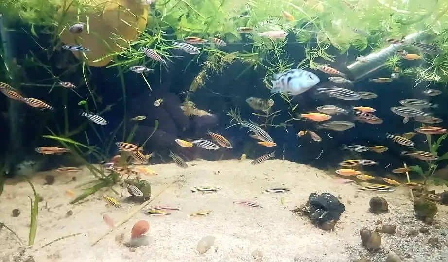 Zebra danios fish for sale — photo 8