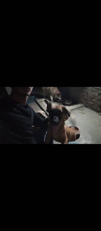 Alsatian bigiyari pair puppy security breed 25hazar pair active breed