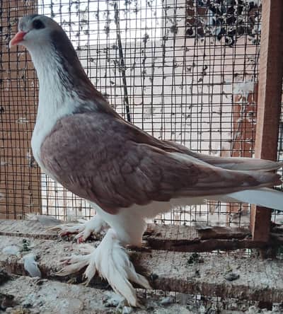 Lahori Sherazi Pigeons
