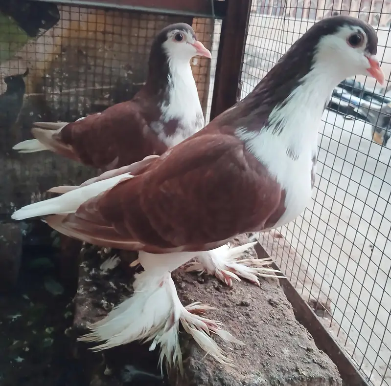Lahori Sherazi Pigeons — photo 2