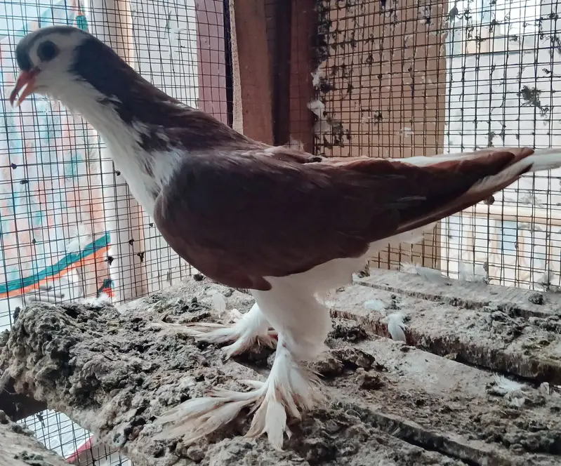Lahori Sherazi Pigeons — photo 3