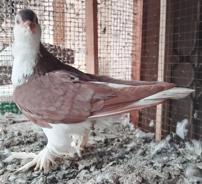 Lahori Sherazi Pigeons — photo 4
