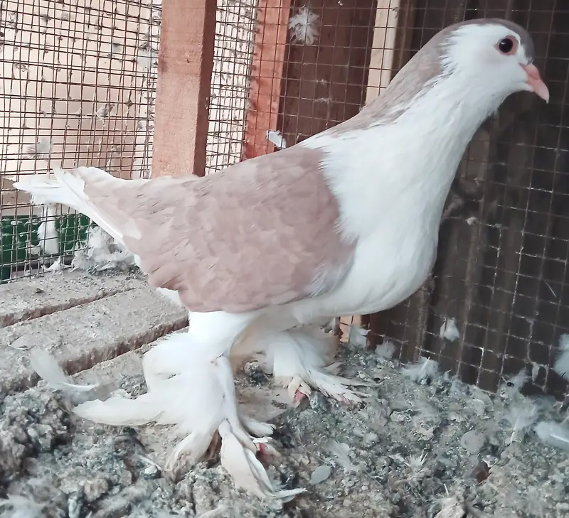 Lahori Sherazi Pigeons — photo 5