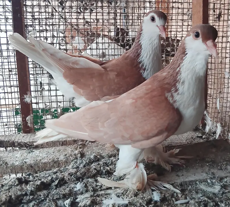 Lahori Sherazi Pigeons — photo 6
