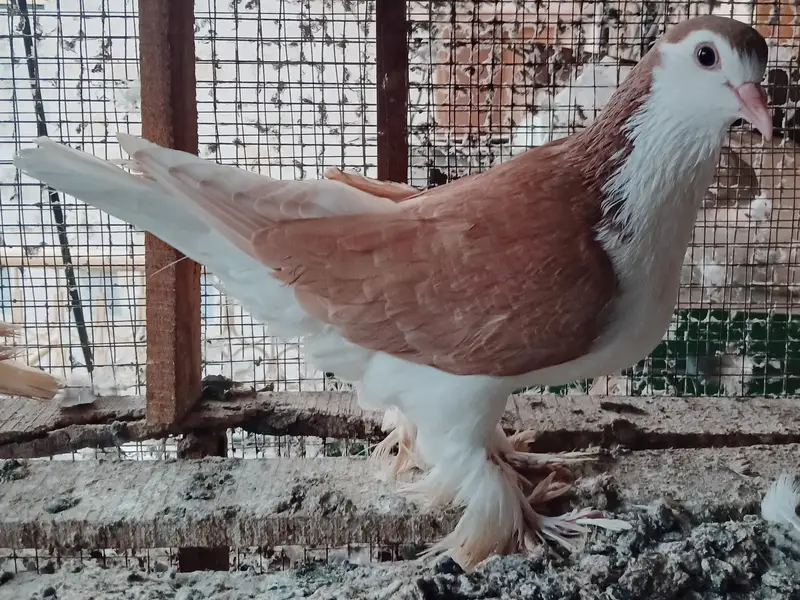 Lahori Sherazi Pigeons — photo 7
