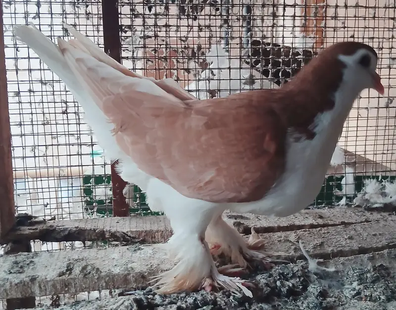 Lahori Sherazi Pigeons — photo 8