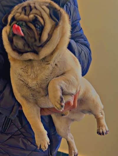 Pug male dog, show quality, fully trained, punch face