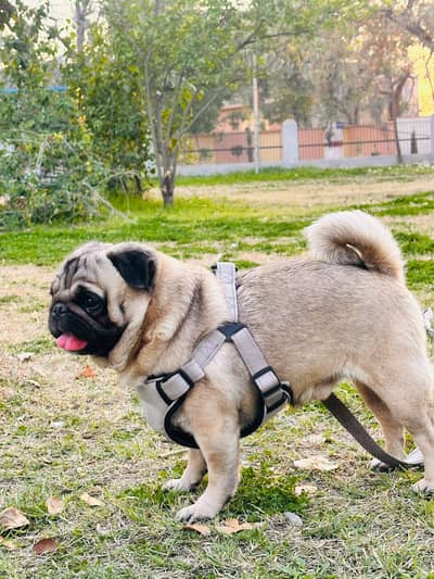 Pug male dog, show quality, fully trained, punch face