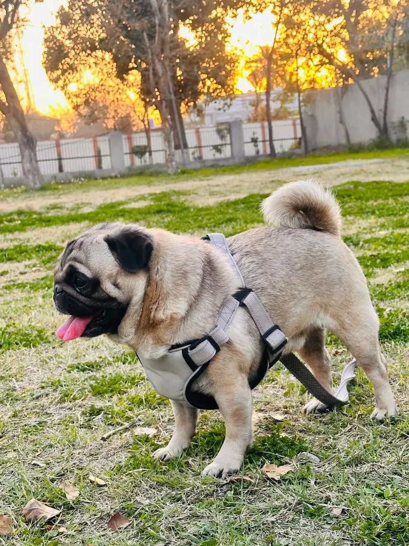 Pug male dog, show quality, fully trained, punch face — photo 2
