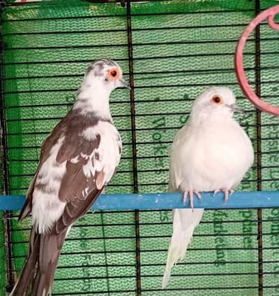 birds