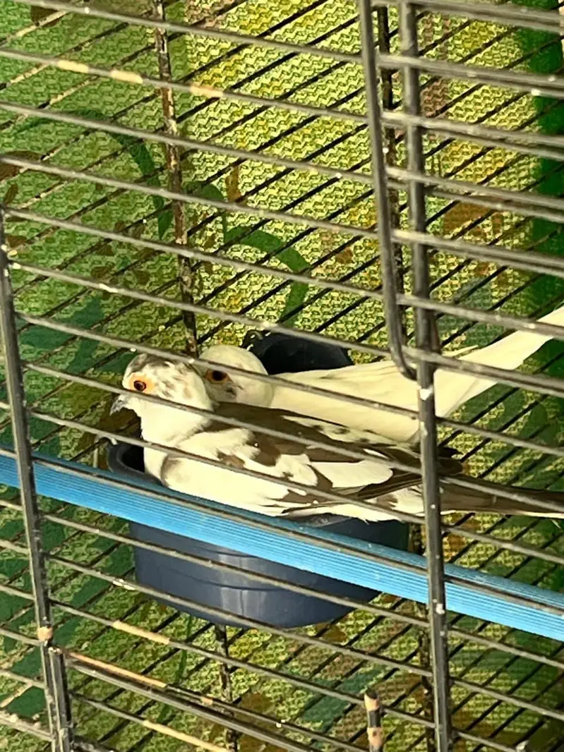 birds — photo 2