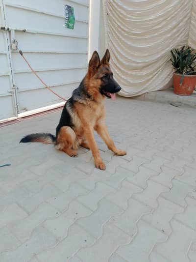 GERMAN SHEPARD