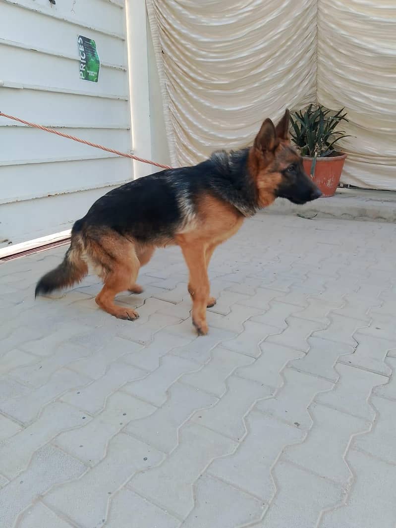 GERMAN SHEPARD 1