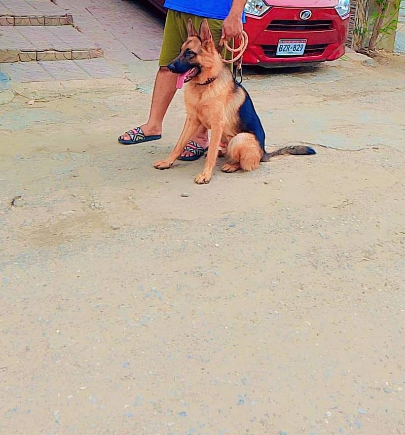 GERMAN SHEPARD 2