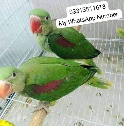 kashmiri Rai parrot for sale