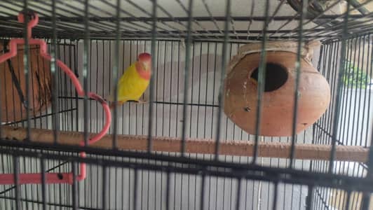  love bird + Australian parrot pair