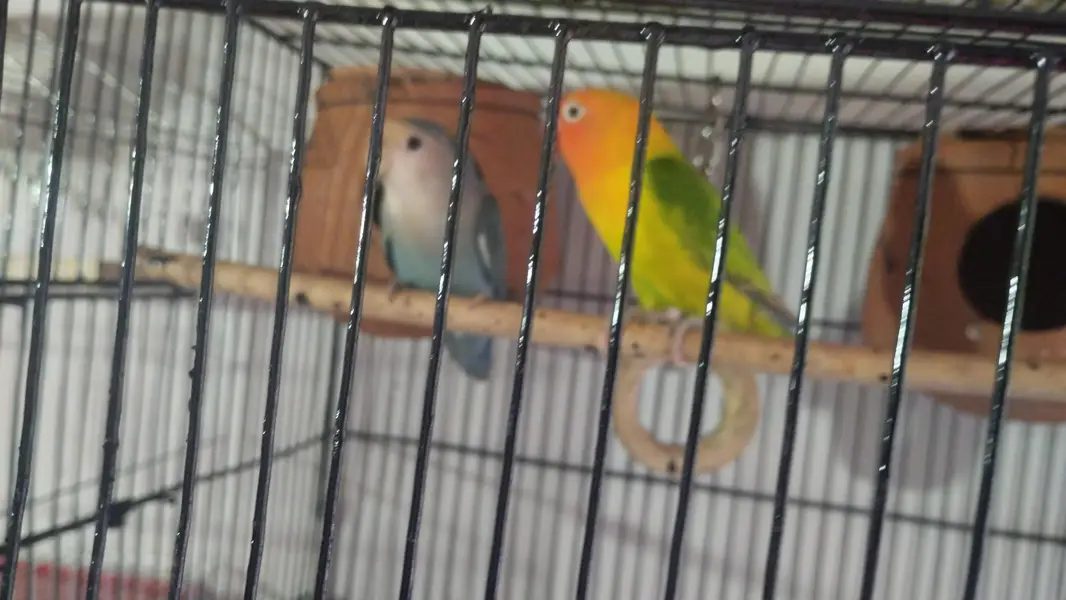  love bird + Australian parrot pair — photo 2