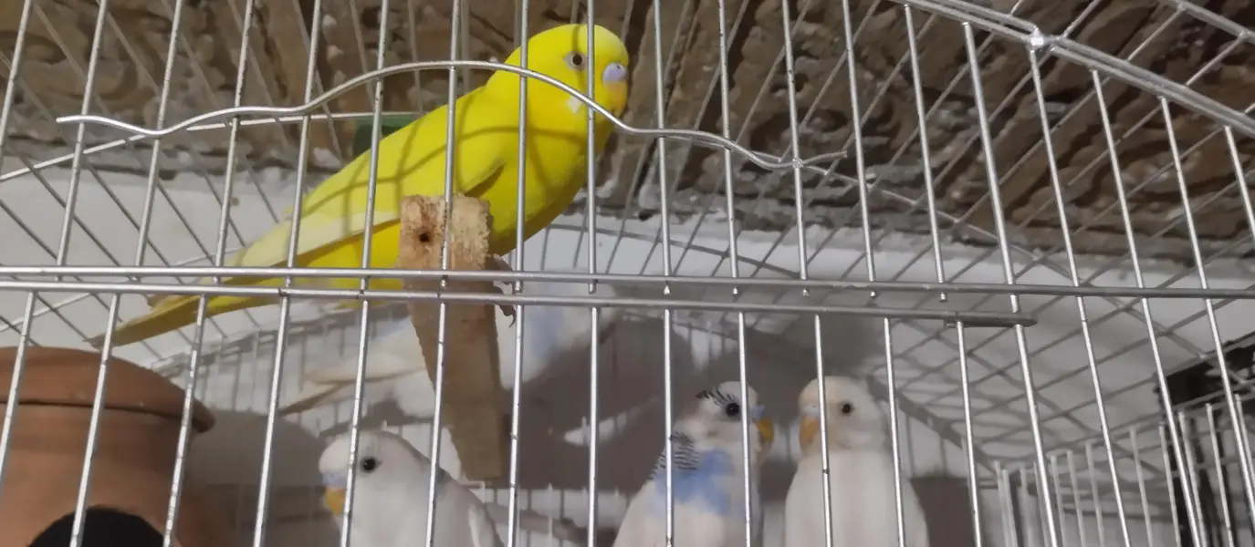  love bird + Australian parrot pair — photo 3