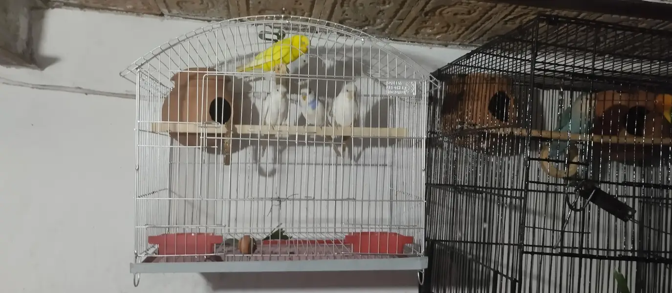  love bird + Australian parrot pair — photo 4