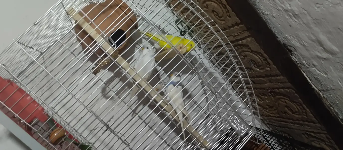  love bird + Australian parrot pair — photo 5