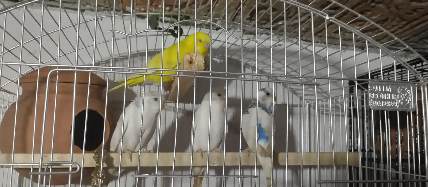  love bird + Australian parrot pair — photo 6