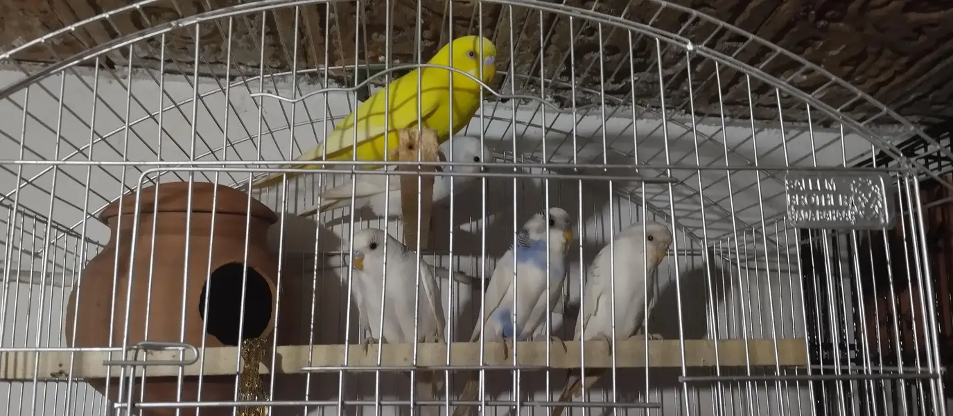  love bird + Australian parrot pair — photo 7